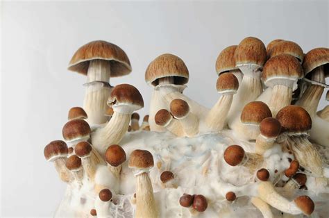 Procure magic mushrooms in the UK